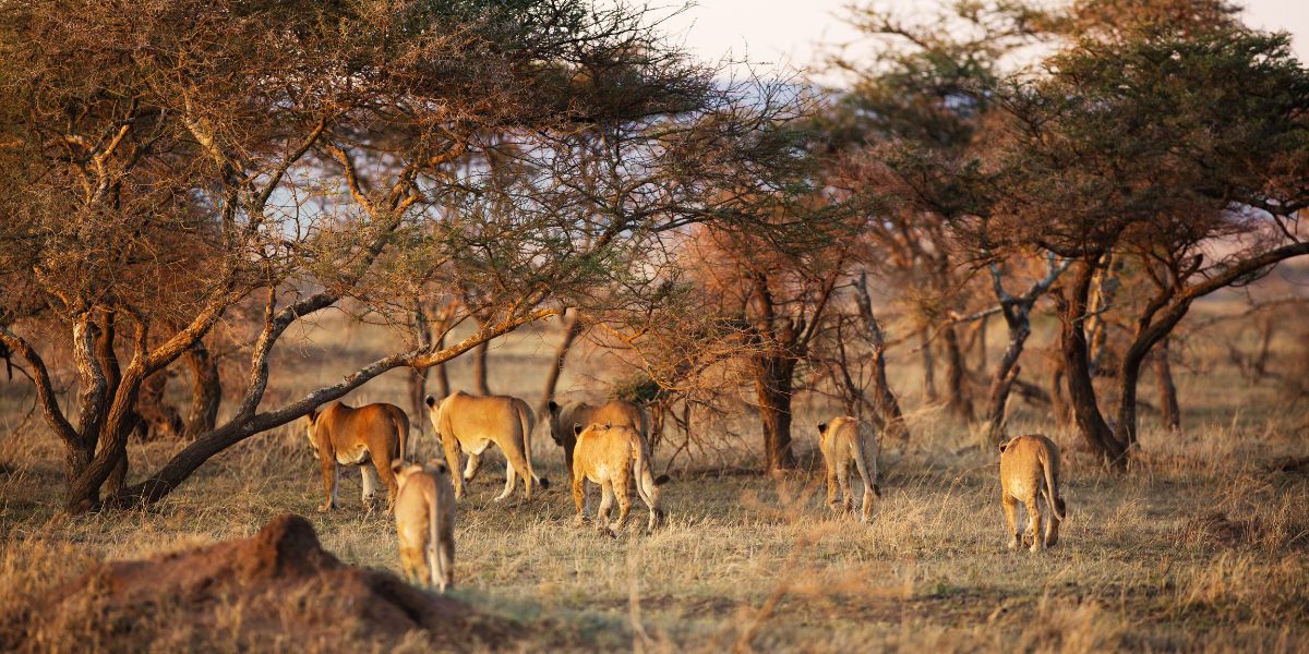 Pack of Lions in Serengeti National Park
